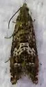 Goditha bumeliana - Hodges#3400 - photo 5