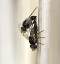 Goedenia timberlakei - photo 2
