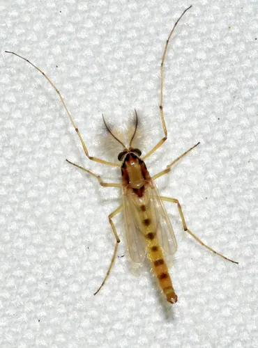 Goeldichironomus carus
