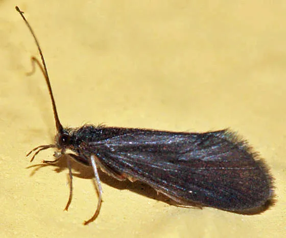 Goera fuscula