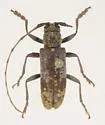 Goes debilis - photo 2