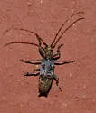 Goes debilis - photo 3