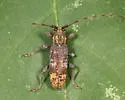 Goes debilis - photo 4