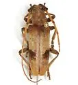 Living-hickory Borer
