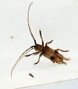 Living-hickory Borer - photo 2