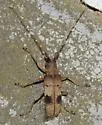 Living-hickory Borer - photo 3