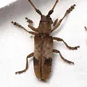 Living-hickory Borer - photo 4