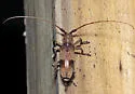 Living-hickory Borer - photo 5