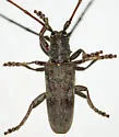 Goes pulverulentus - photo 3
