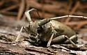 Oak sapling borer
