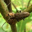 Oak sapling borer - photo 2