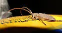 Oak sapling borer - photo 3