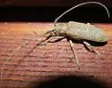 Oak sapling borer - photo 4