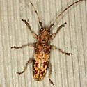 Goes variegatus - Goes variegatus