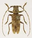 Goes variegatus - photo 2