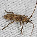 Goes variegatus - photo 3