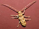 Goes variegatus - photo 4