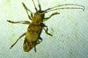 Goes variegatus - photo 5