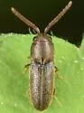 Golbachia impressicollis - photo 2