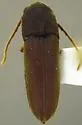 Golbachia impressicollis - photo 3