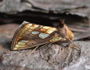 Gold Spot