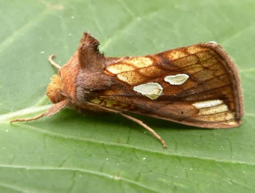 Gold Spot - photo 2