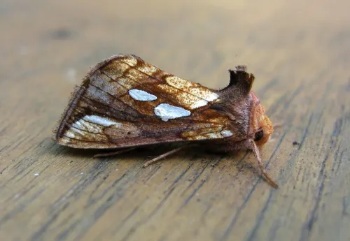 Gold Spot - photo 3