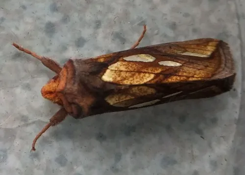 Gold Spot - photo 5