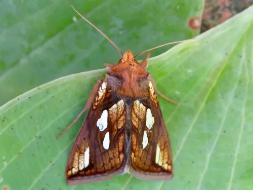 Gold Spot - photo 6