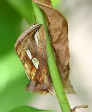Gold Spot - photo 7