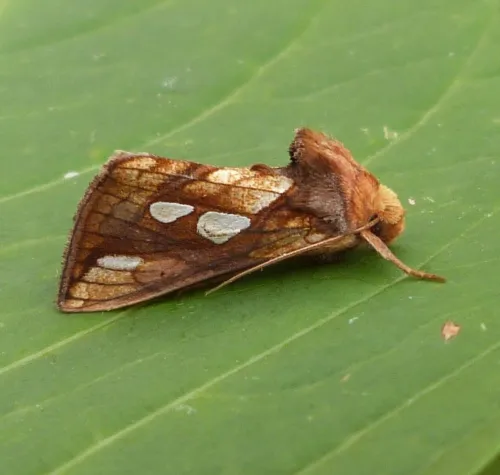 Gold Spot - photo 8
