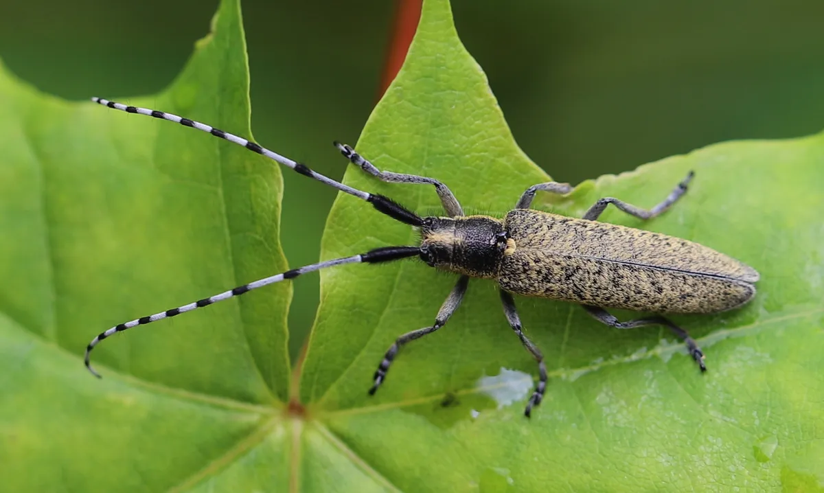 Golden-bloomed Grey Longhorn - photo 3