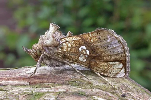 Golden Plusia - Polychrysia moneta