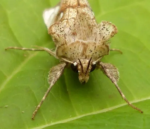 Golden Plusia - photo 3