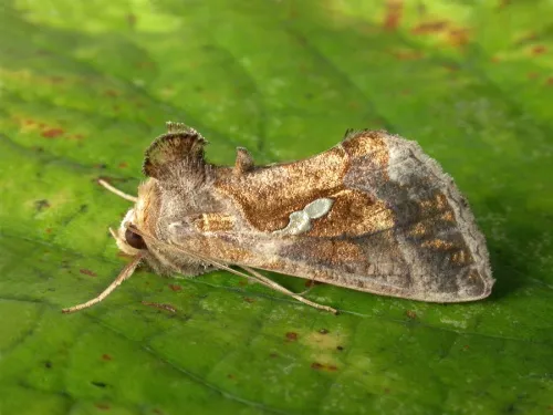 Golden Twin-spot