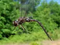 Taper-tailed Darner