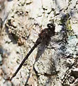 Taper-tailed Darner - photo 2