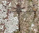 Taper-tailed Darner - photo 4
