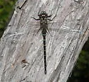 Taper-tailed Darner - photo 5