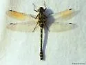 Harlequin Darner - photo 2