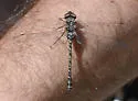 Harlequin Darner - photo 3