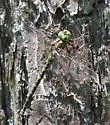 Harlequin Darner - photo 4