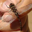 Harlequin Darner - photo 5