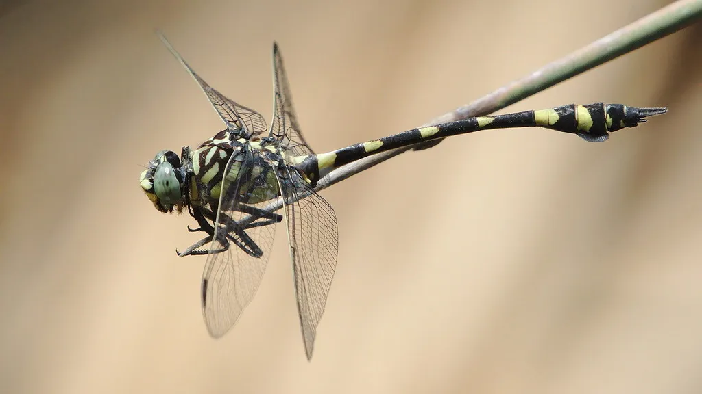 Clubtails - photo 2