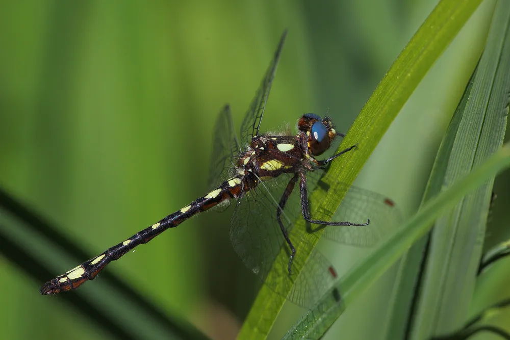 Gomphomacromiidae - photo 2