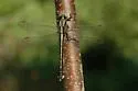 Handsome Clubtail