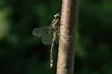 Handsome Clubtail - photo 2