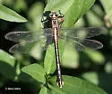 Handsome Clubtail - photo 4