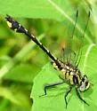 Handsome Clubtail - photo 5