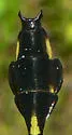 Blackwater Clubtail